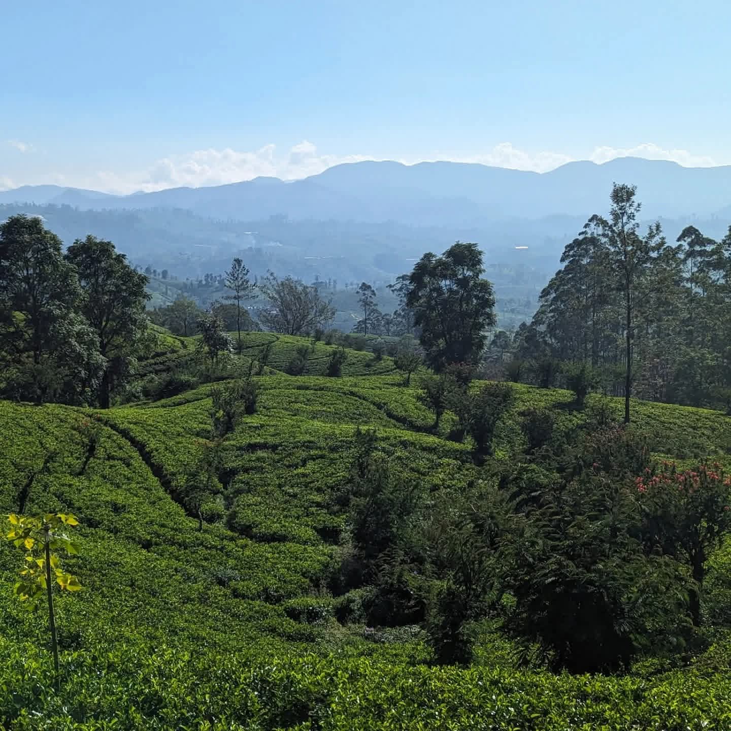Guest photo from a Sri Lanka tour with Sahan